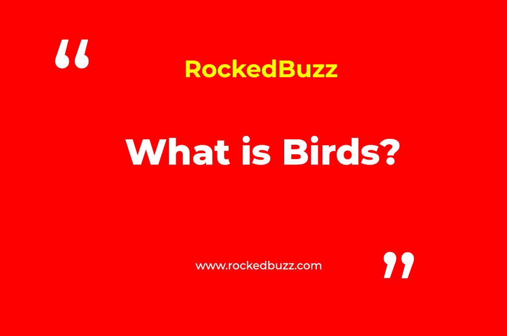 What is Birds rockedbuzz