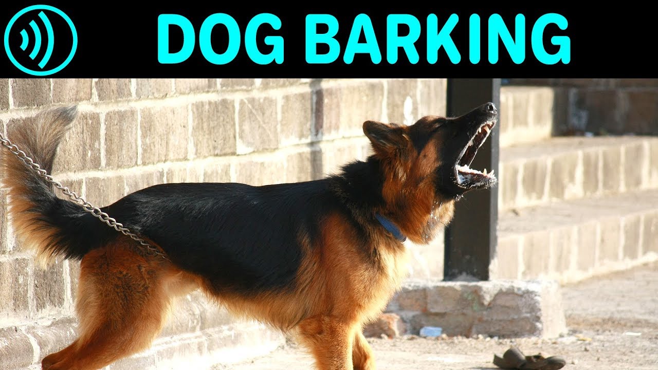 Loud Dog Barking MP3 Download