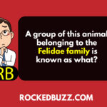 A group of this animal belonging to the Felidae family is known as what