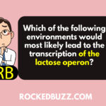 Which of the following environments would most likely lead to the transcription of the lactose operon?