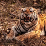 what type of animal is shere khan the villain of the jungle book 60589068064d7
