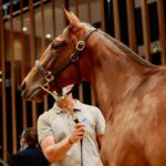 auctions:-yearling-sales-return-to-the-good-years
