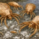lice-will-reveal-the-mysteries-of-our-ancestors-–-rb