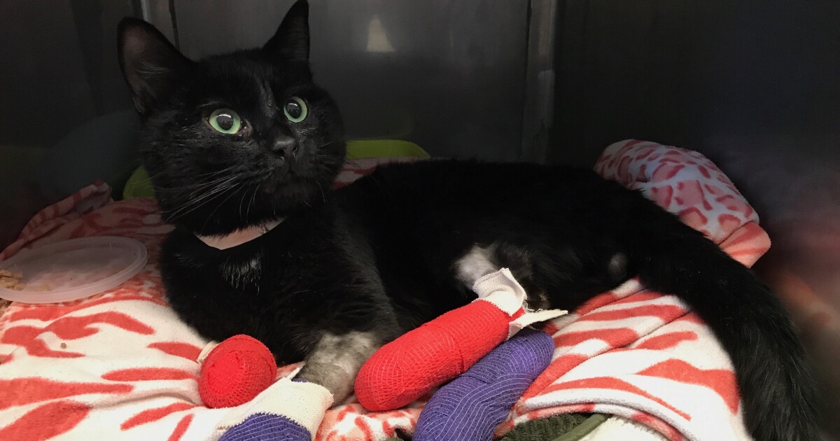 a cat treated for care at uc davis veterinary hospital after 2018 camp fire. UC Davis School of Veterinary Medicine