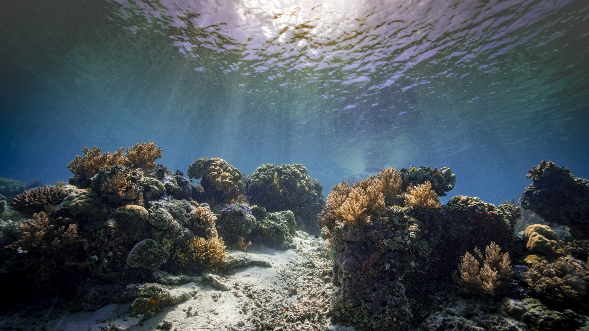 tengeri elovilag korall 549133